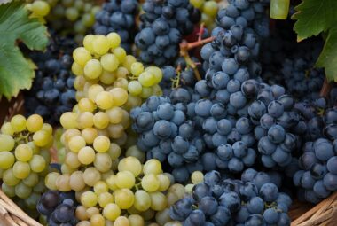 wine grapes