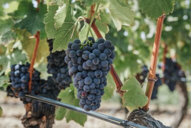concord wine